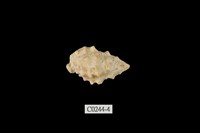 藏品(白結螺)的圖片